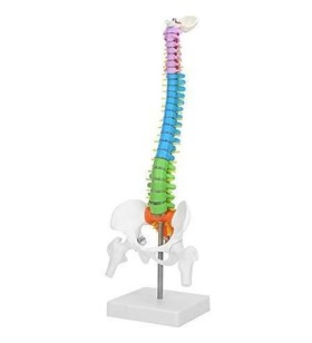  45 Cm Renkli Tam Boy Hareketli Femur Eklemli Omurga İskeleti 45 cm (Omurilik ve Sinir modeli)